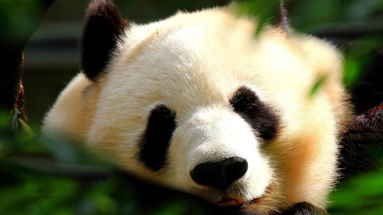 好物带货运营技巧 - 快手短视频剪辑-抖音转发增多