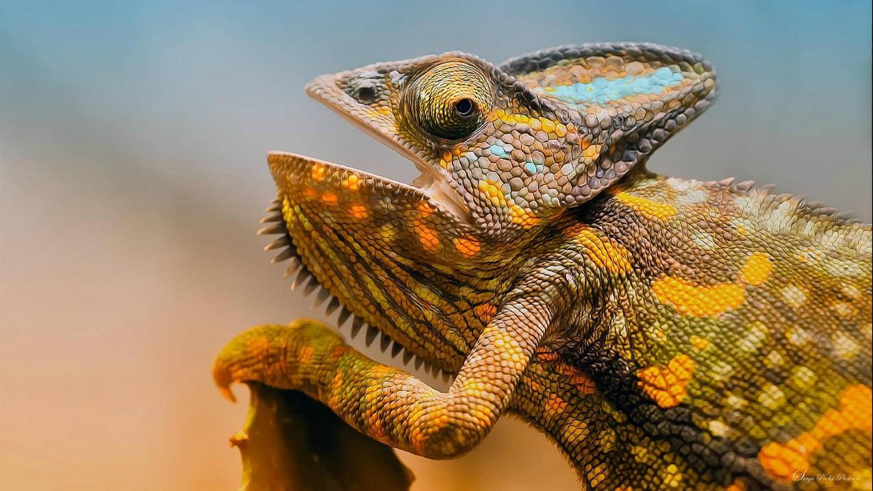 抖音关注点赞联动 - 抖音日常作品互动_抖音图集流量提升