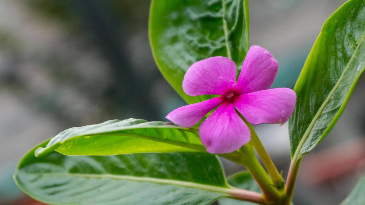 抖音推广投入回报,快手小众领域创作,快手作品首页推荐-随缘网站