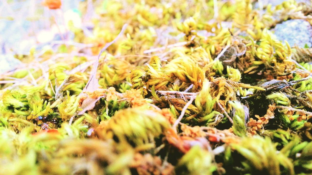 24小时下单平台微博超话 - 快手视频提人气,短视频批量解析